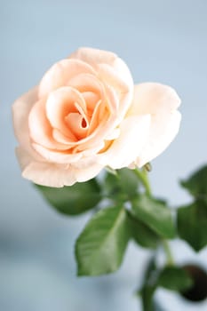 Pink Rose