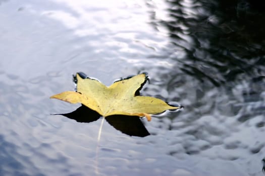 Autumn leaf in water
