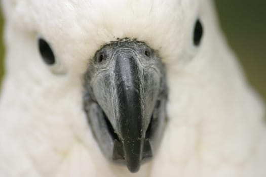 The fact that the sharpness in this photo is on the beak and not on the eyes,was so visited by me!