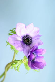 Poppy flower