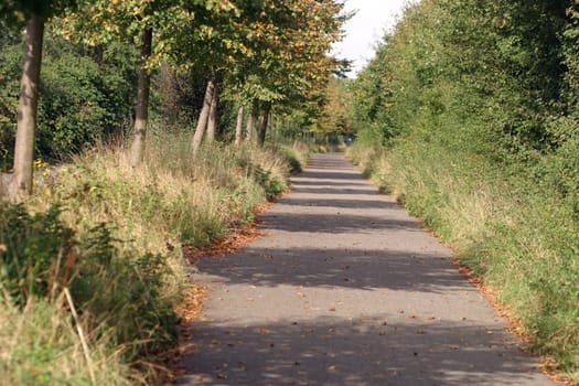 Autumn Trail