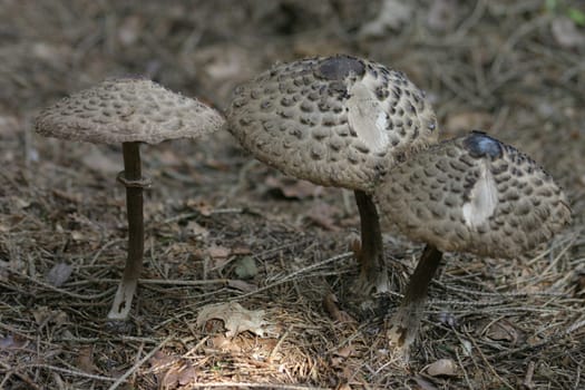 Mushroom Trio