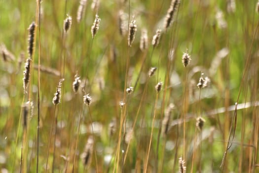 Grasses