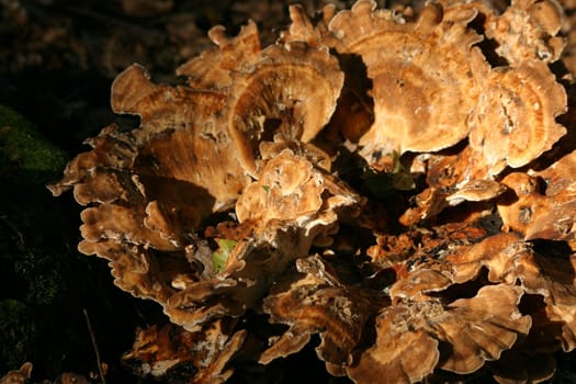 Giant tree fungus