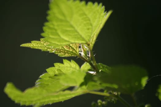 Nettle 2