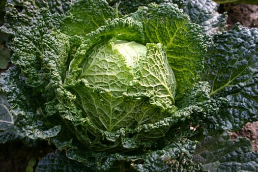 White cabbage