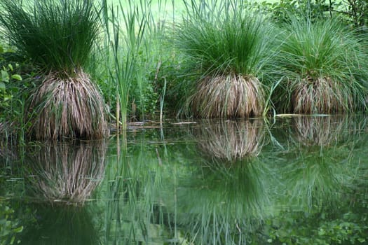 Sedge bults
