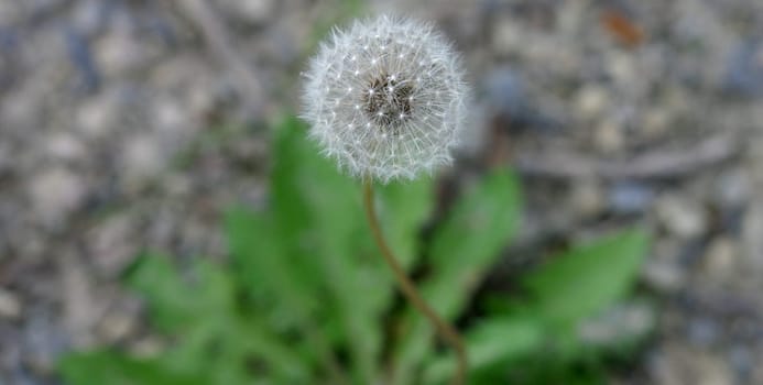 Dandelion