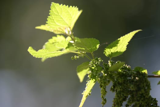 Nettle 1