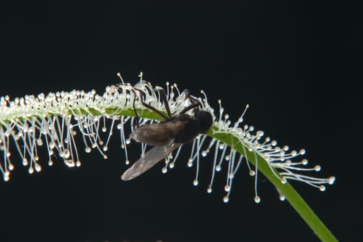 Drosera Capensis - Sundew