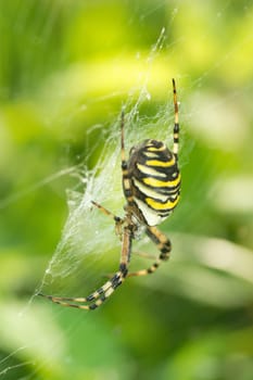 Wasp spider - zebra spider