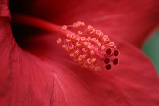 Pistils