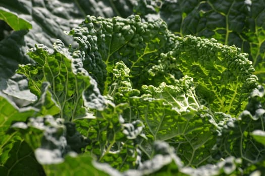 Savoy cabbage