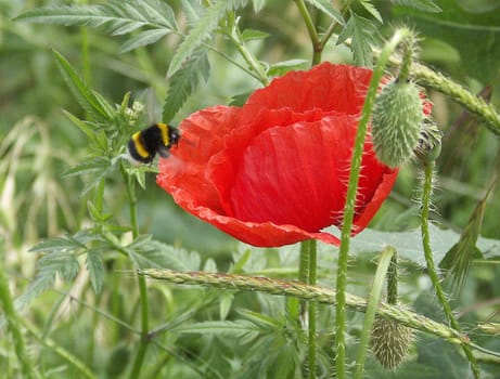 Do bees also have stress?
