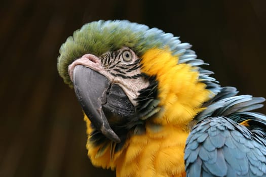 Parrot