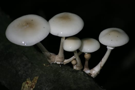 Wet mushrooms