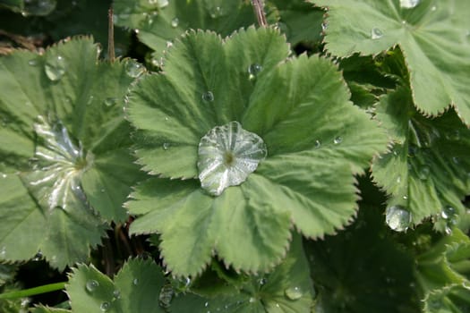 After the rain