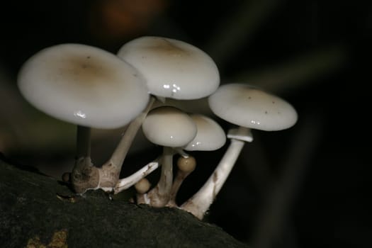Shiny mushrooms