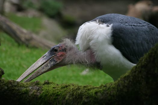 Marabou stork