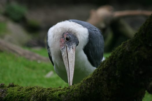 Marabu in search of food
