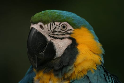Yellow-breasted macaw
