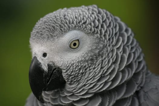 Grey parrot