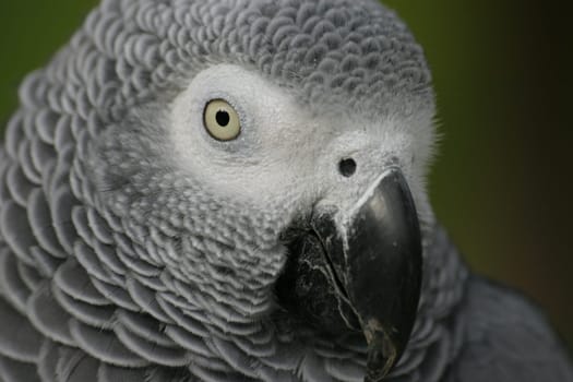 Grey parrot