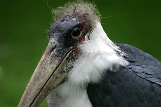 Marabu Portrait