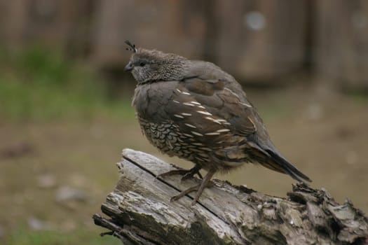 Fluffed crested quail
