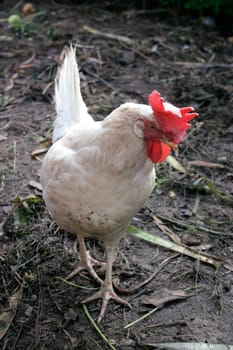 Chicken