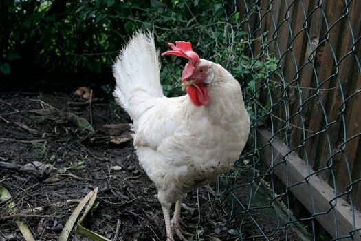 Chicken