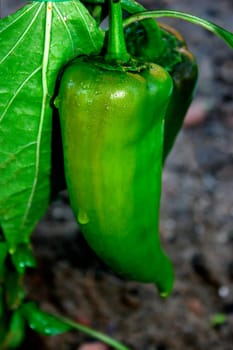 Peppers on plant