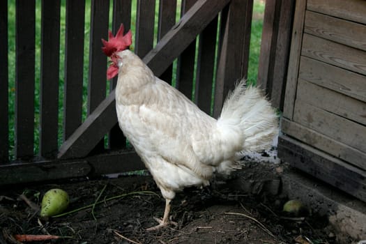 Chicken