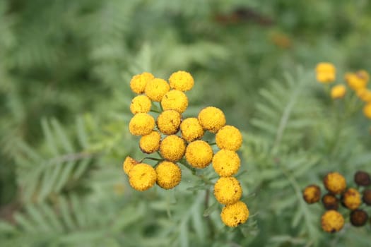 Tansy