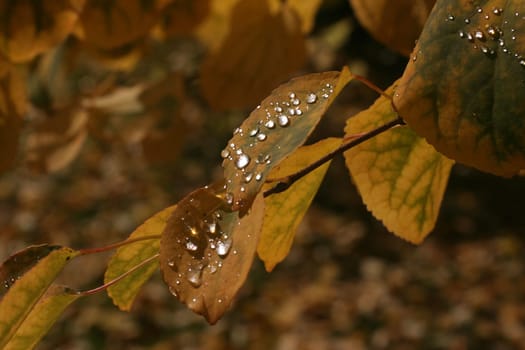Leaves