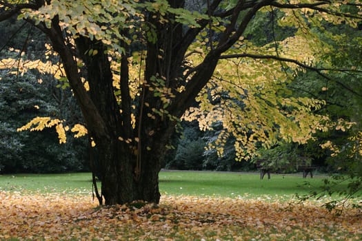 Autumn