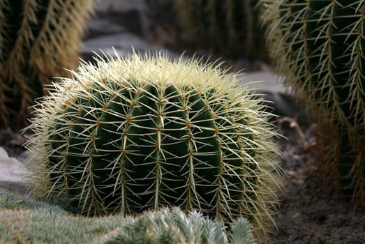 prickly