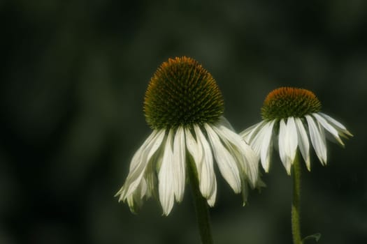 Coneflower