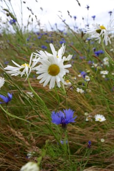Flower meadow