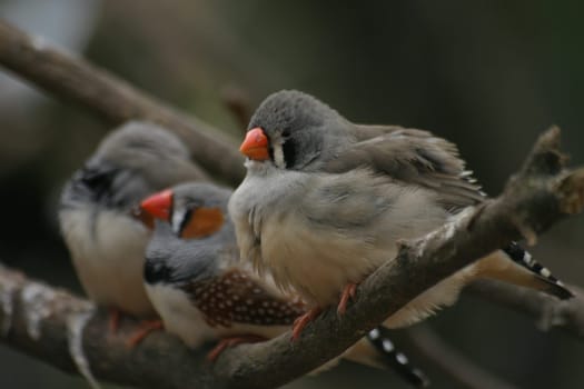 Zebra finches