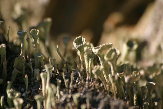 Trumpet lichen