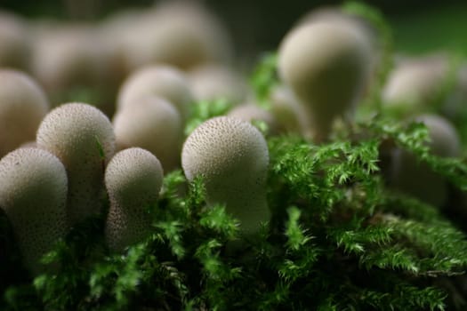 Pimple mushrooms
