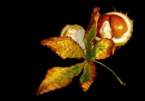 autumn