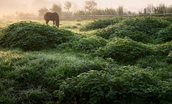 Nettle splendor