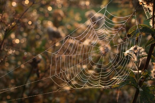 Indian net