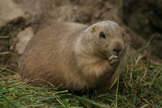 Black-tailed prairie dog