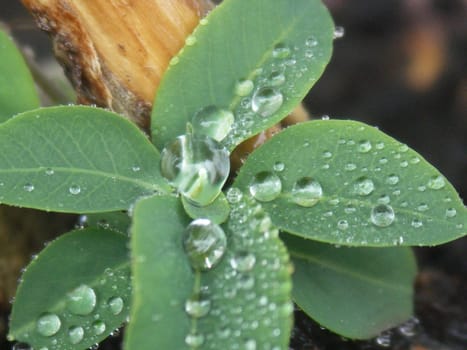 The drops of life