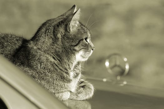 Ah,yes  and by the way,I only eat my whiskas with parsley:-)