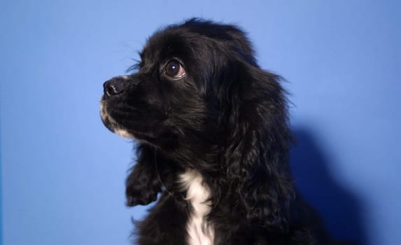 American Cocker puppy 11 weeks old