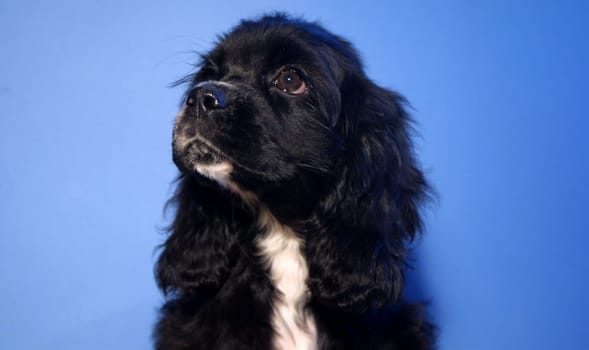 11 week old American Cocker Spaniel